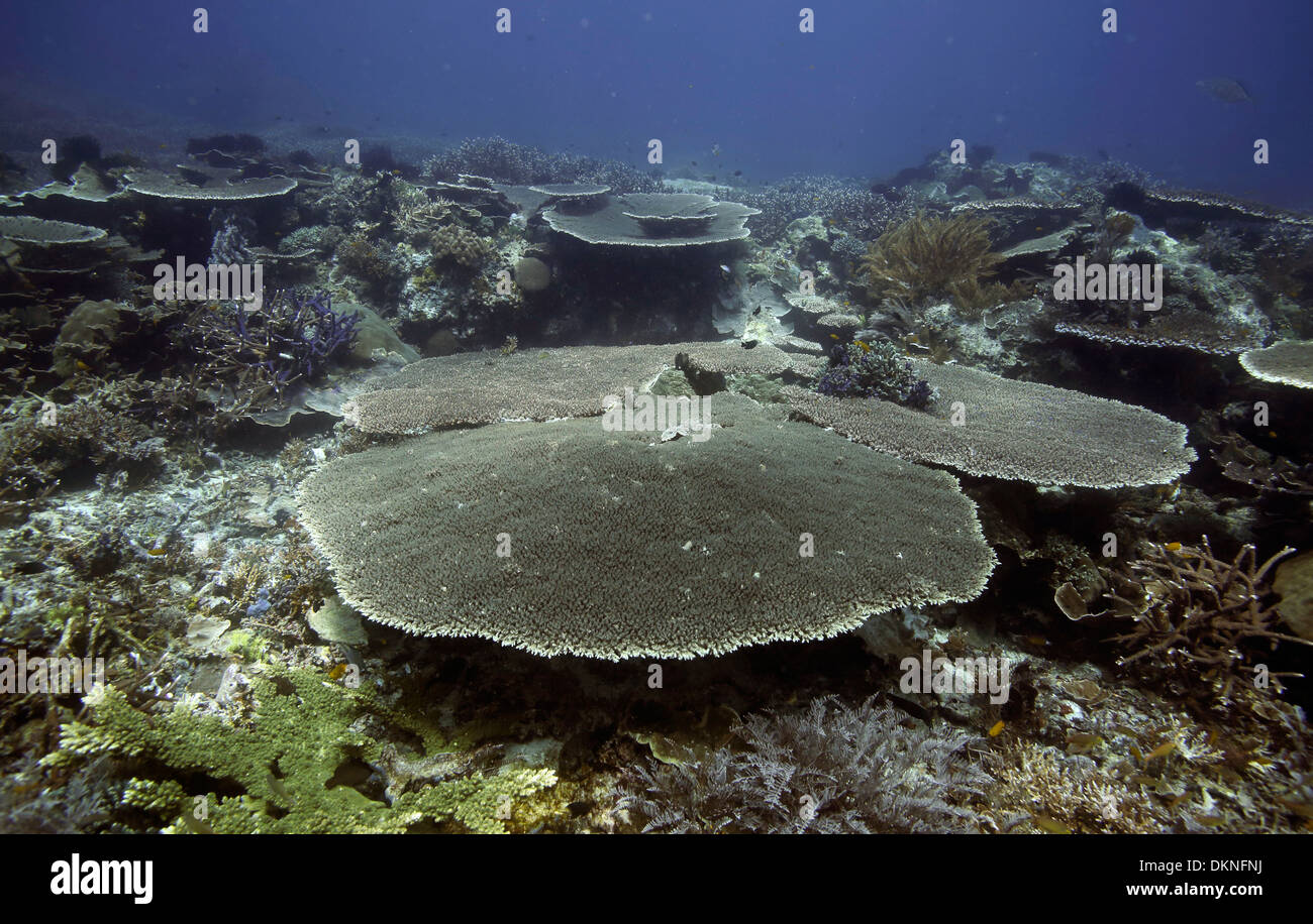 Tabelle Korallen bei Melissas Garten Tauchen in Raja Ampat Inseln, West-Papua Stockfoto