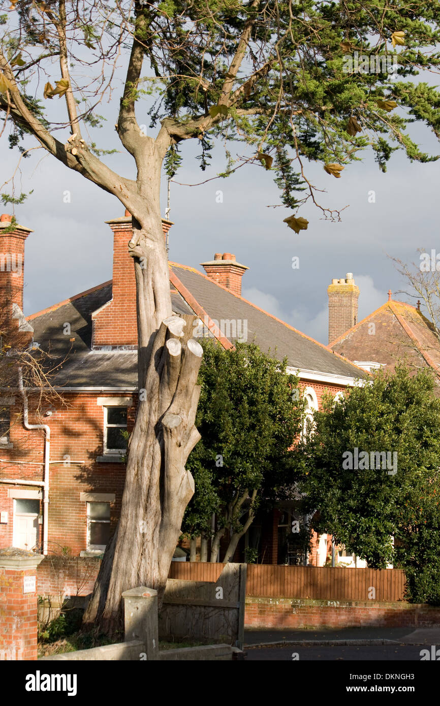 Sturm beschädigten Baum gegen einen stürmischen Himmel. Stockfoto