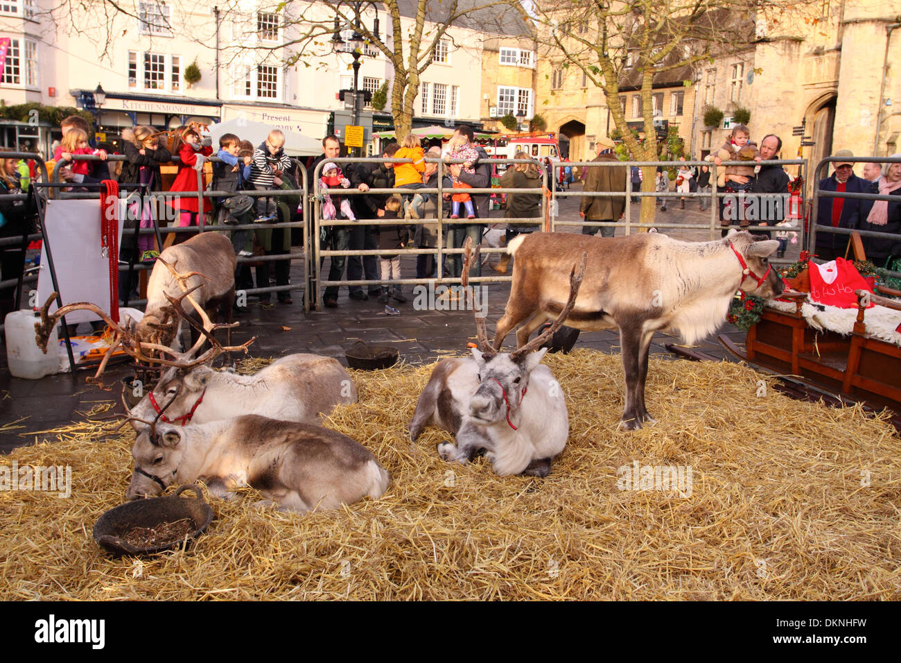 Wells, Somerset, Großbritannien. 8. Dezember 2013.  Besucher und Familien versammeln sich, um die Weihnachten Rentier-Parade auf dem Marktplatz in Brunnen zu sehen. Diese Rentiere sind unten von Cairngorm Schottland gereist. Stockfoto