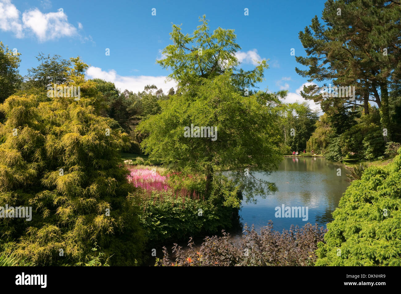 Gartenteich in Marwood Hill Gardens in Devon UK. Stockfoto