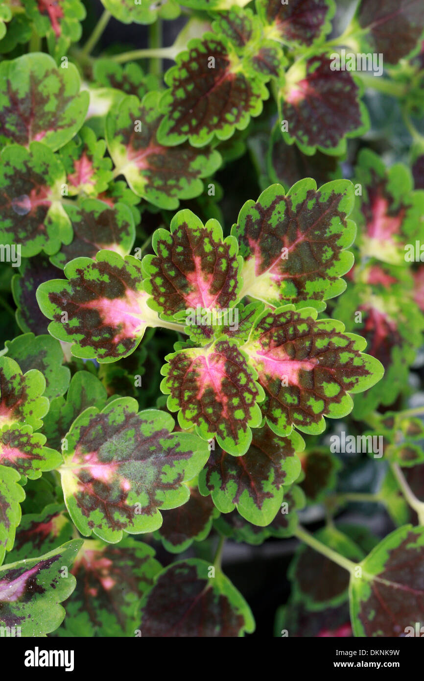 Buntnessel Solenostemon 'Whittoni', Lamiaceae. Stockfoto