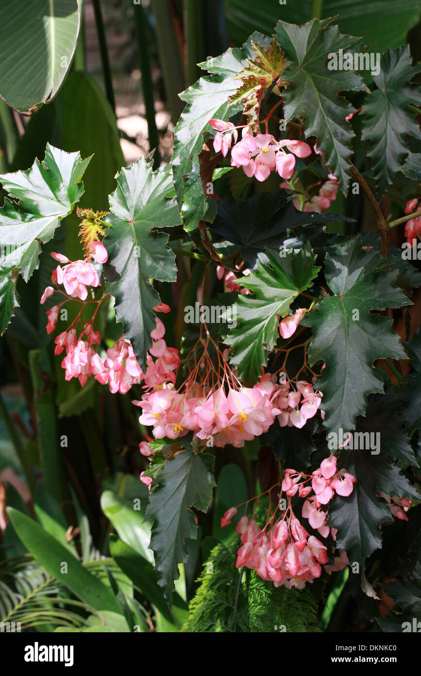 Zuckerrohr-stammten Begonia (Superba Typ), Begonia "Irene Nuss", Begoniaceae. Stockfoto