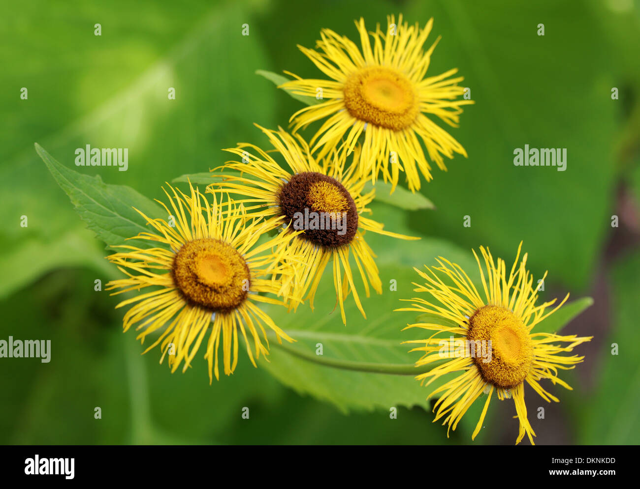 Alant, Inula Helenium, Asteraceae. Stockfoto