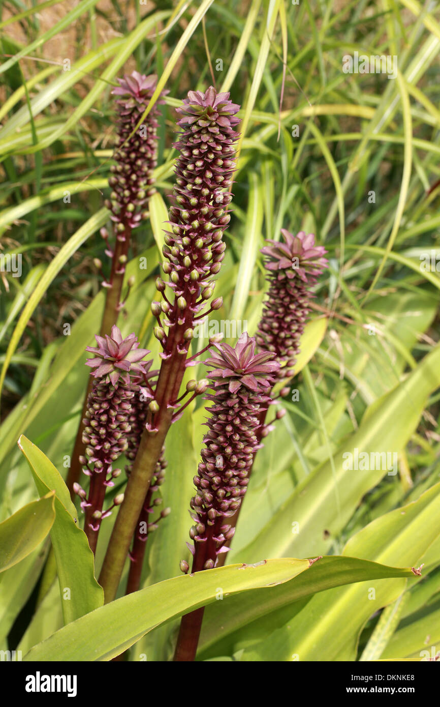 Ananas-Lilie, Eucomis Comosa, Syn E. Trommler, Hyacinthaceae, Südafrika Stockfoto