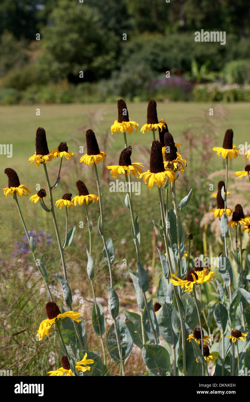 Großen Sonnenhut, Kohl Blatt Sonnenhut, Rudbeckia Maxima, Asteraceae. Stockfoto