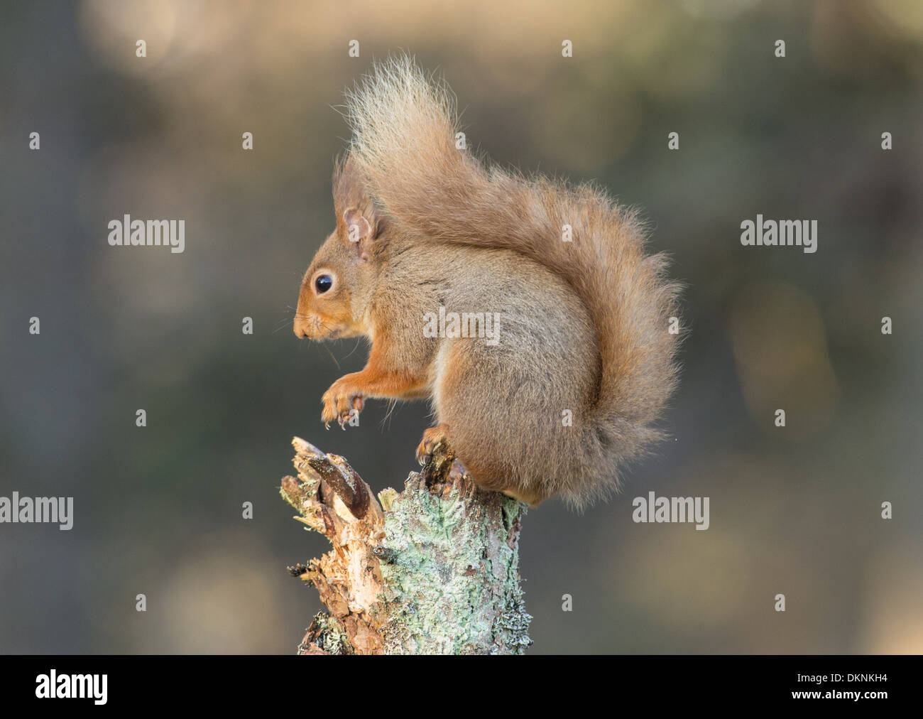 Eichhörnchen auf Ast Stockfoto