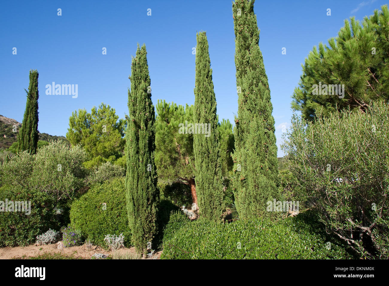 Mittelmeer-Zypresse, italienische Zypresse, toskanischen Zypressen, Friedhof Cypress, Pencil Pine Backmischung Uruk, Cupressus sempervirens Stockfoto