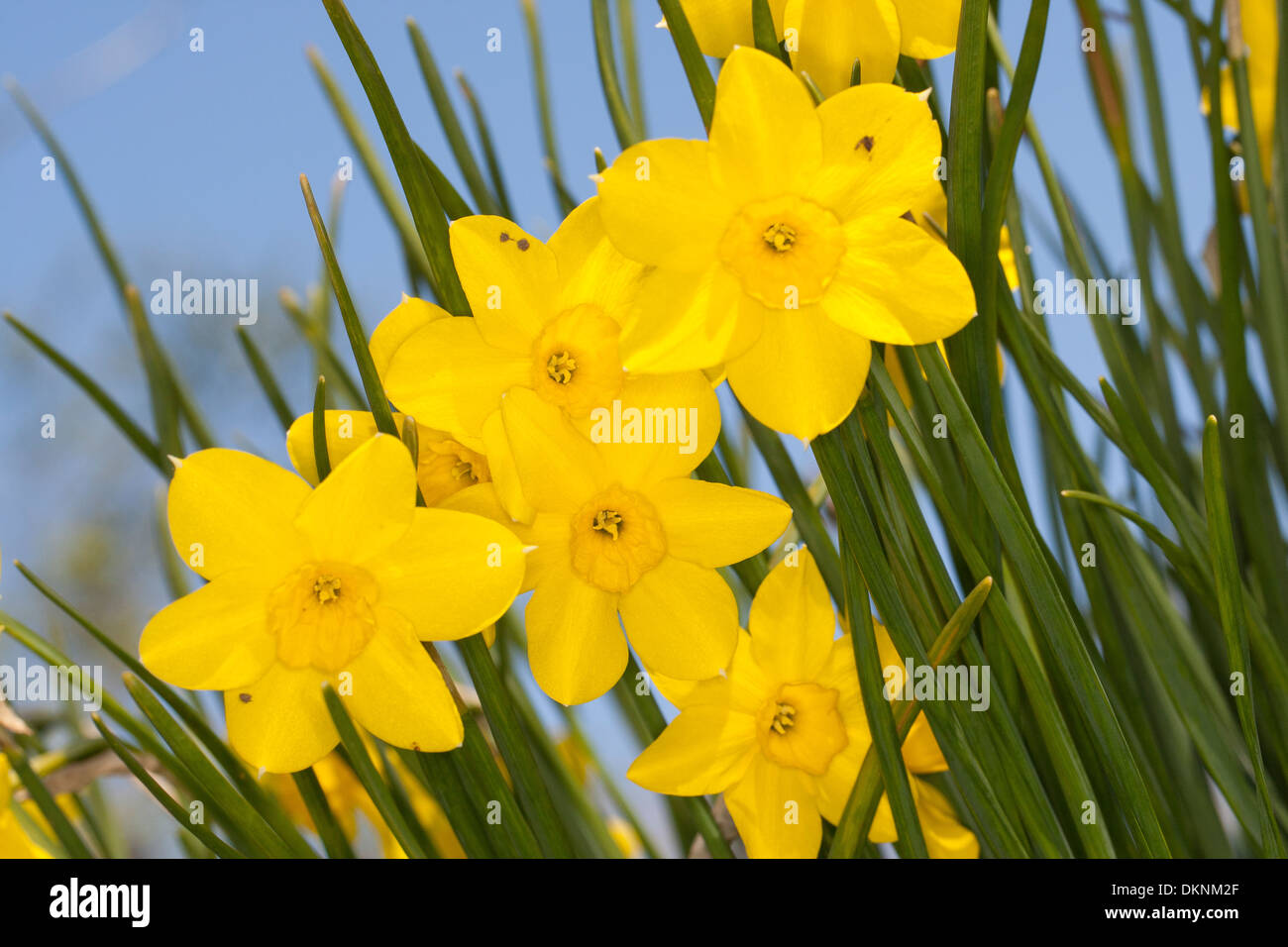 Jonquil, Narzisse, Rush-Narzisse, Jonquille, hetzen, echten Jonquille, Narzisse, Osterglocke, Narcissus Jonquilla Stockfoto