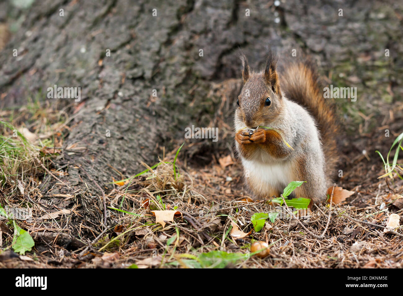 Nahaufnahme Bild von einem flauschigen Fell Eichhörnchen Essen auf dem Boden Stockfoto