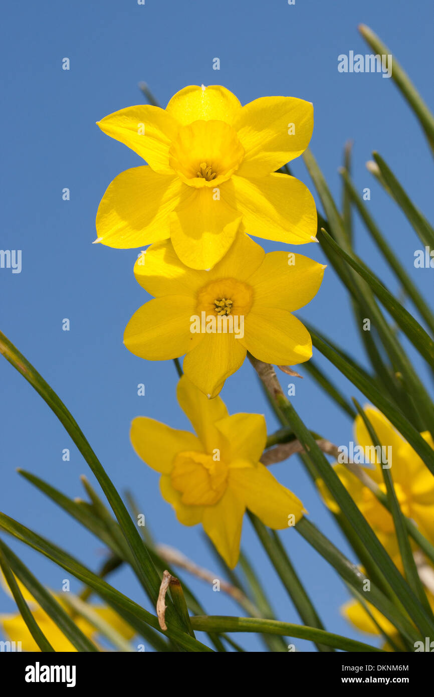 Jonquil, Narzisse, Rush-Narzisse, Jonquille, hetzen, echten Jonquille, Narzisse, Osterglocke, Narcissus Jonquilla Stockfoto