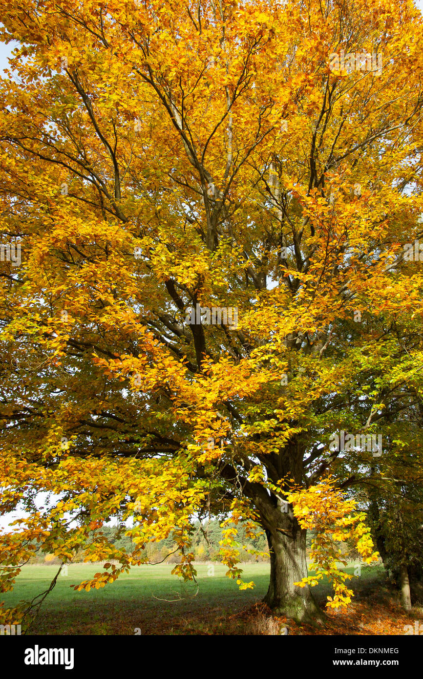 Europäische Buche, Herbstlaub, Herbstlaub, Herbstfarben, Buche Im Herbst, Herbstfärbung, Rotbuche, Fagus Sylvatica Stockfoto