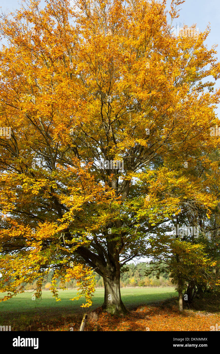 Europäische Buche, Herbstlaub, Herbstlaub, Herbstfarben, Buche Im Herbst, Herbstfärbung, Rotbuche, Fagus Sylvatica Stockfoto