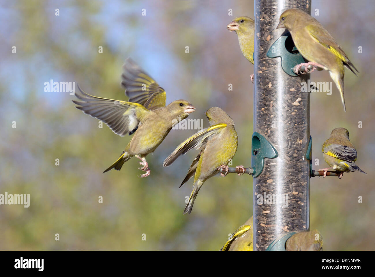 Garten Vogelhaus, Grünfinken, Zuchtjahr Chloris, Gezanke um Essen, Norfolk, UK, Dezember Stockfoto