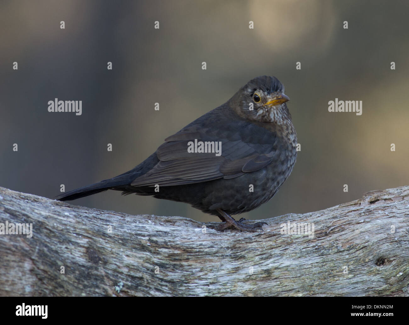 Amsel am frostigen Morgen Stockfoto