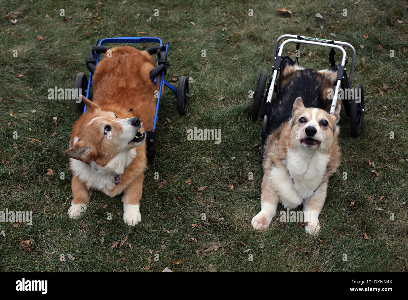 Zwei alte Corgi Hunde mit Karren. Stockfoto
