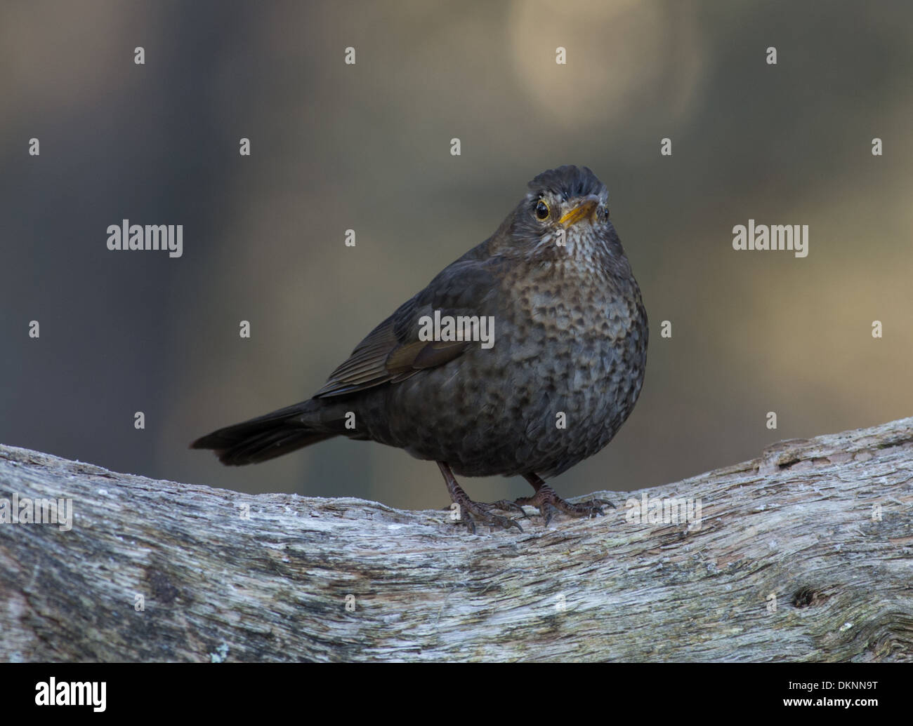 Amsel am frostigen Morgen Stockfoto