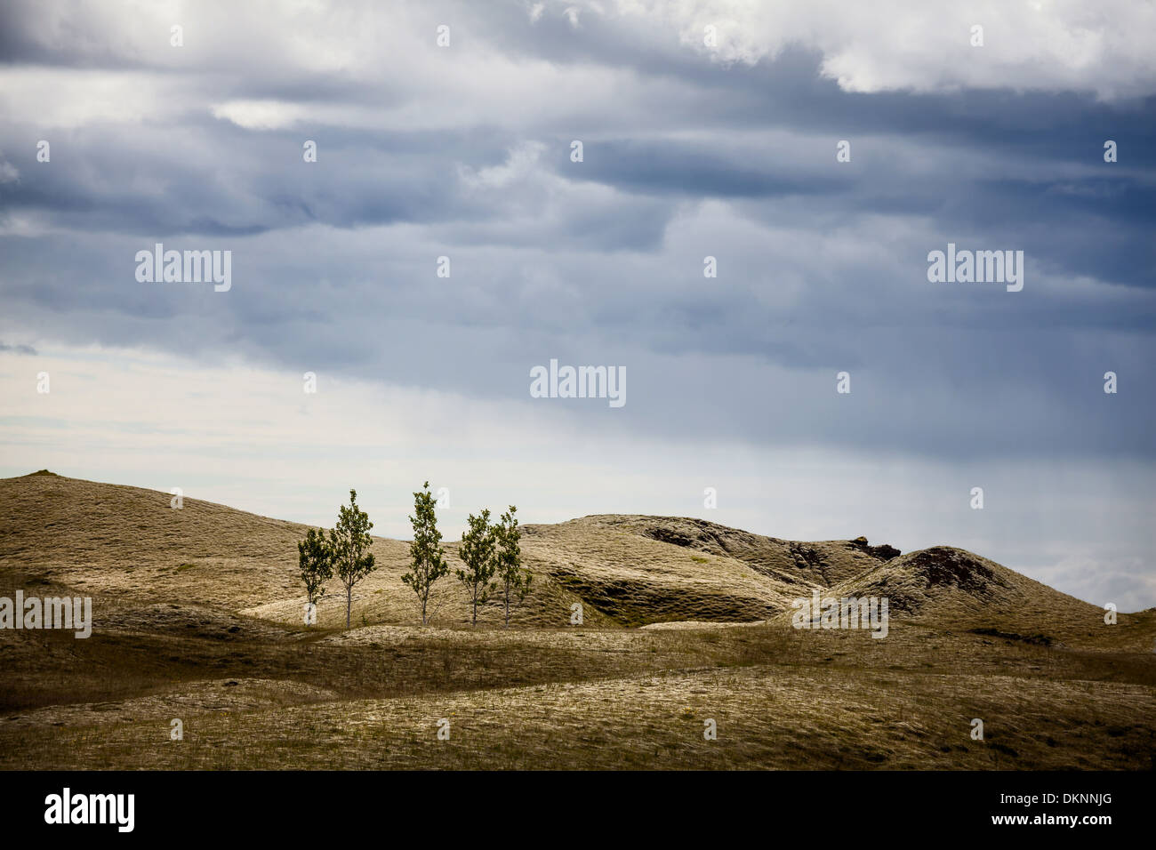 Bäume auf Island Stockfoto