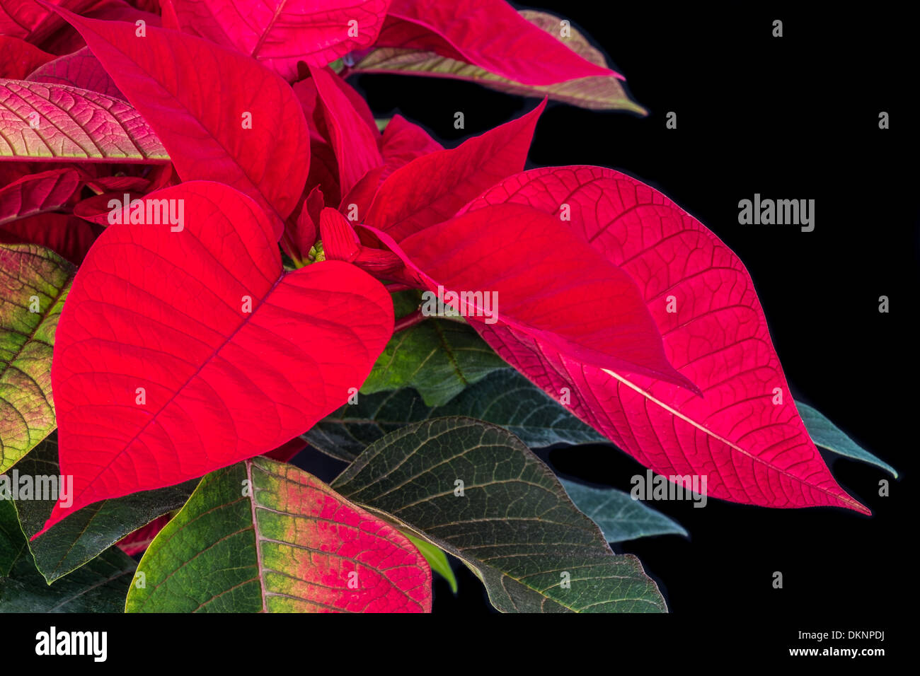 Nahaufnahme einer roten Weihnachtsstern Pflanze zeigt rote & grüne Blätter auf einem schwarzen Hintergrund. Stockfoto