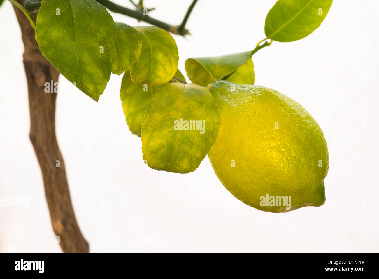 Nahaufnahme einer Zitrone auf einen Baum mit einem neutralen Hintergrund. Stockfoto