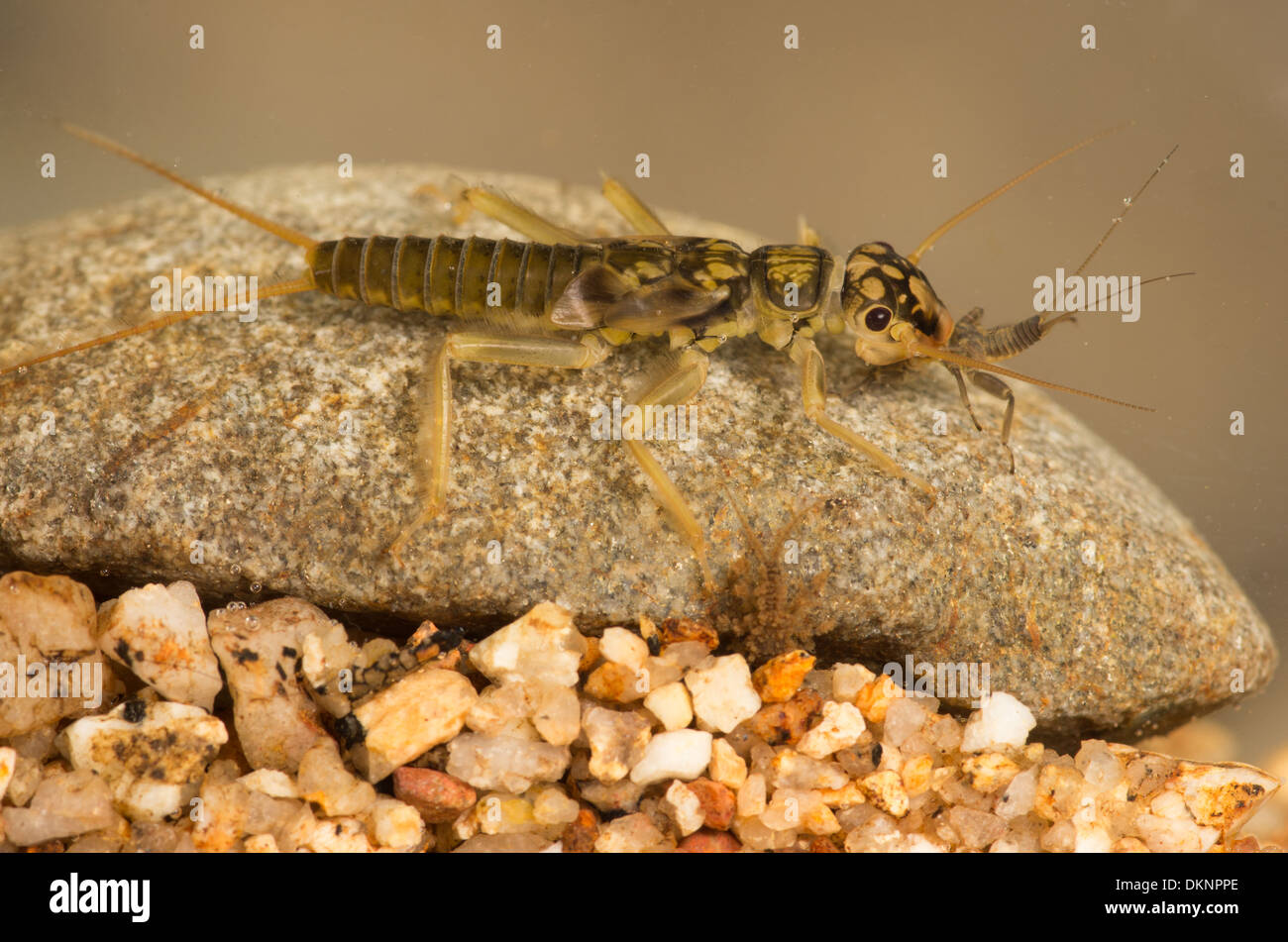 Orange gestreift Steinfliegenmuster Perlodes Mortoni Nymphe Stockfoto