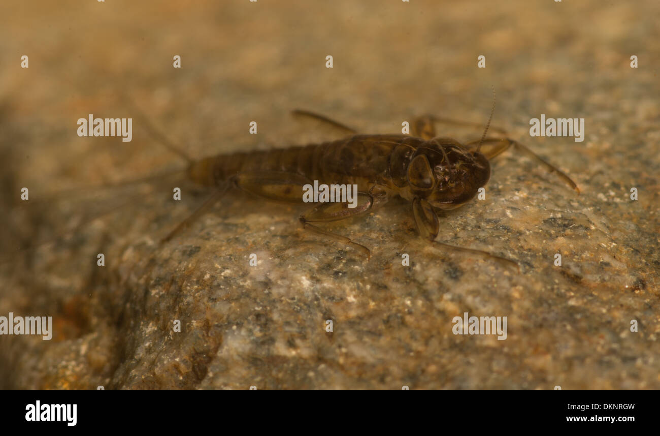 Rhithrogena festhalten Eintagsfliege Nymphe in fotografischen Aquarium unter Wasser fotografiert Stockfoto