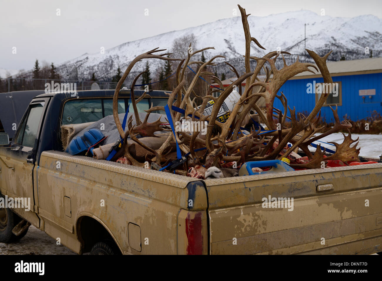 Muddy Pickup Truck von Jägern in coldfoot Alaska mit Kopf und Geweih von Karibu. Stockfoto