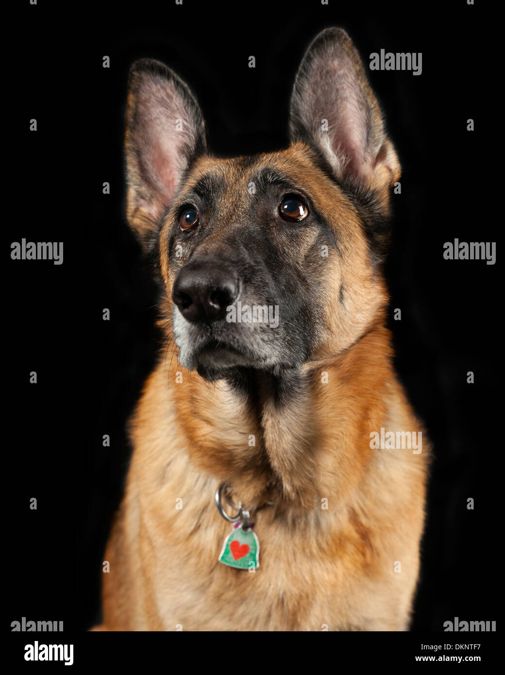 Aufmerksam zuhören weibliche Deutscher Schäferhund schwarzer Hintergrund Stockfoto