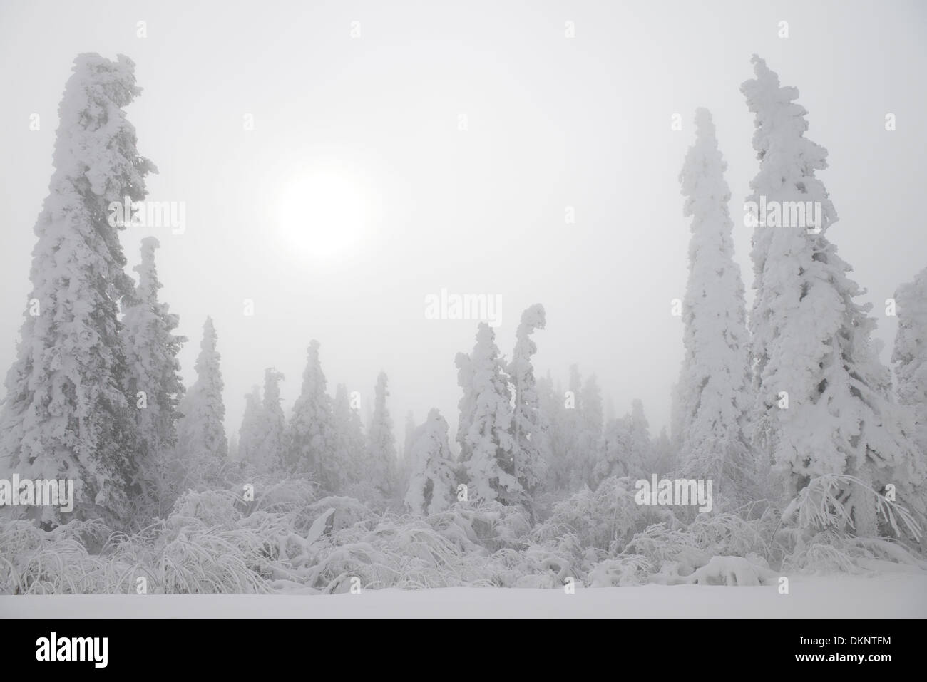 Plötzliche Schnee auf dem Dalton Highway in Alaska auf einem hohen Punkt südlich des Yukon River mit Schnee bedeckt Bäume und die Sonne durch den Nebel Stockfoto