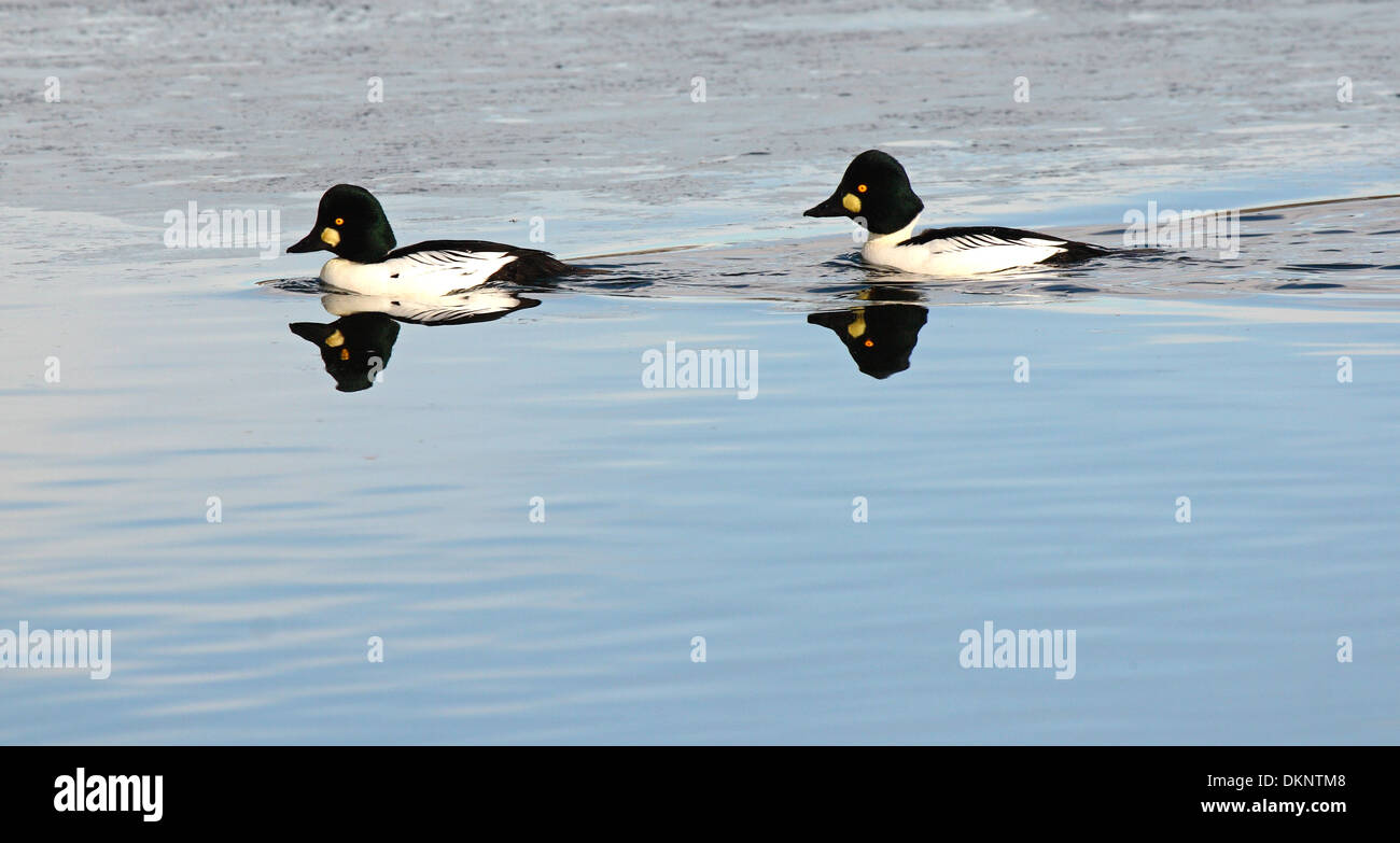 Ein paar männliche gemeinsame Schellenenten Schwimmen im Winter Wasser in Colorado. Stockfoto