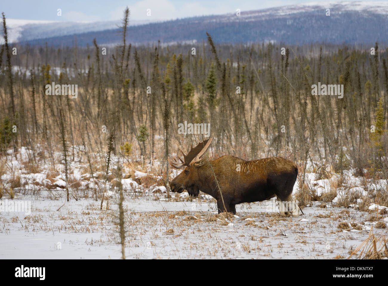 Männliche Stier Elch mit Geweih waten im gefrorenen Teich entlang den Dalton Highway Alaska USA Stockfoto