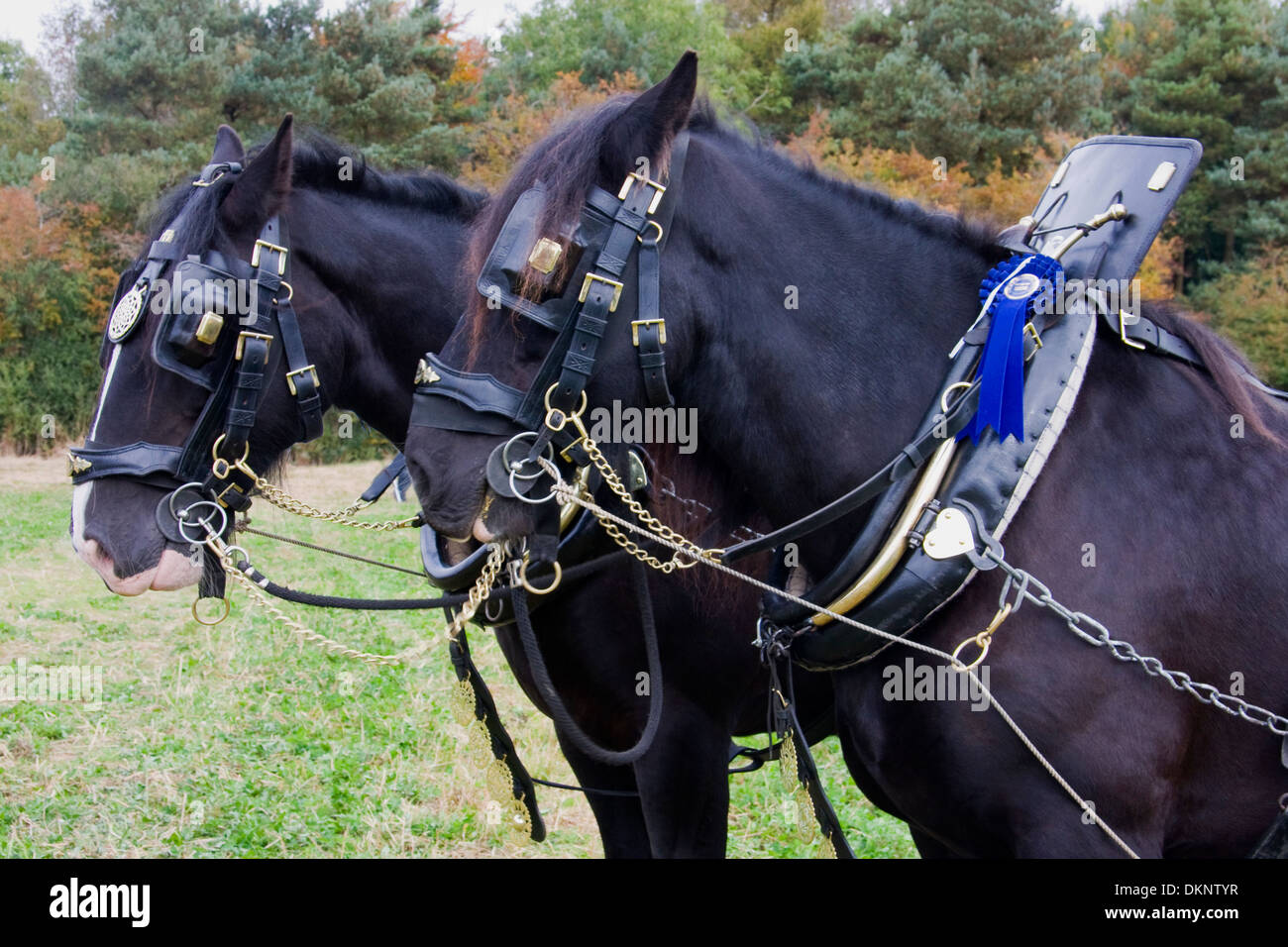 Shire-Pferden beim Pflügen Spiel, Oxfordshire Stockfoto