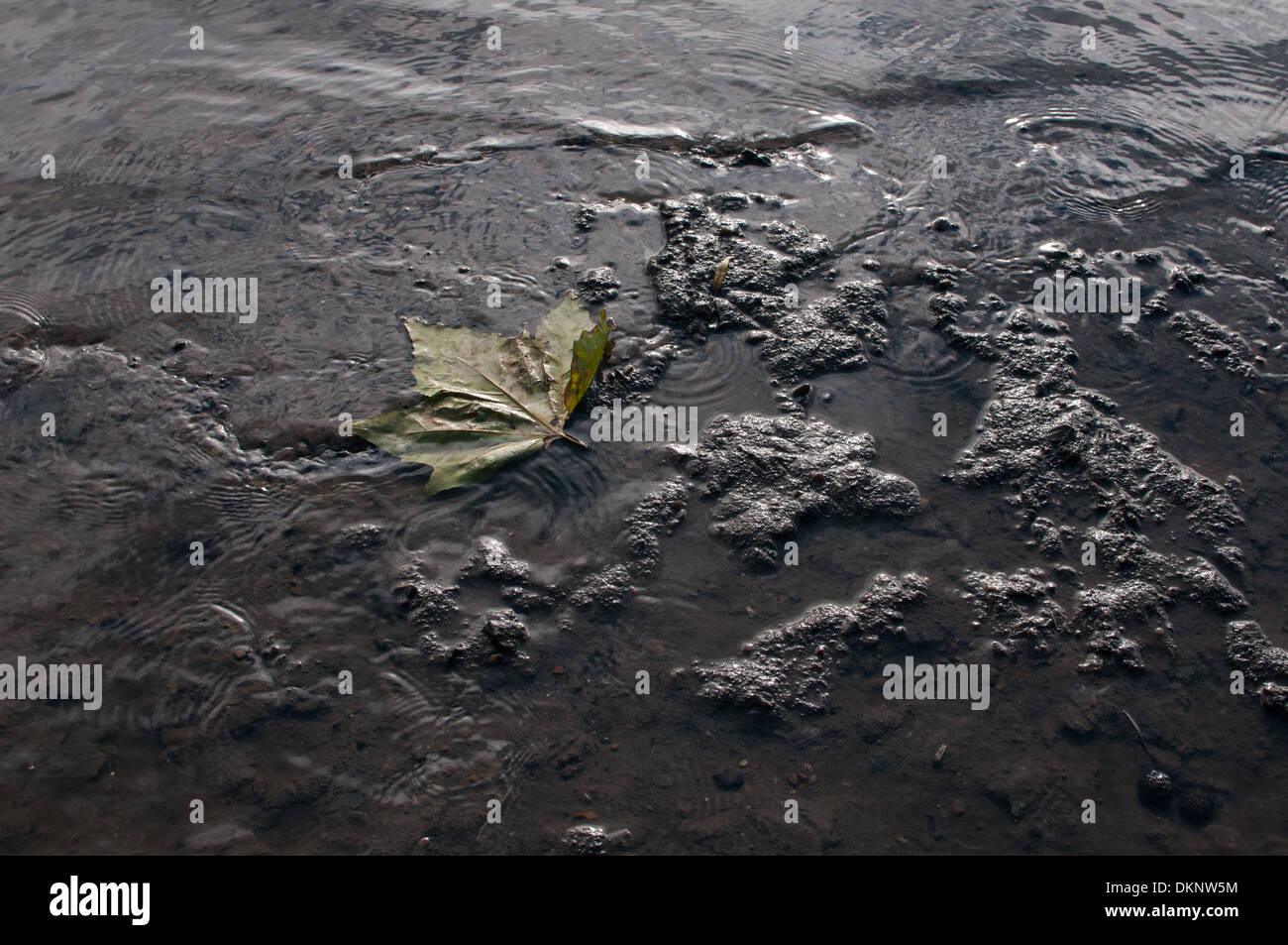 Blättern Sie auf Wattwanderungen Thames Stockfoto