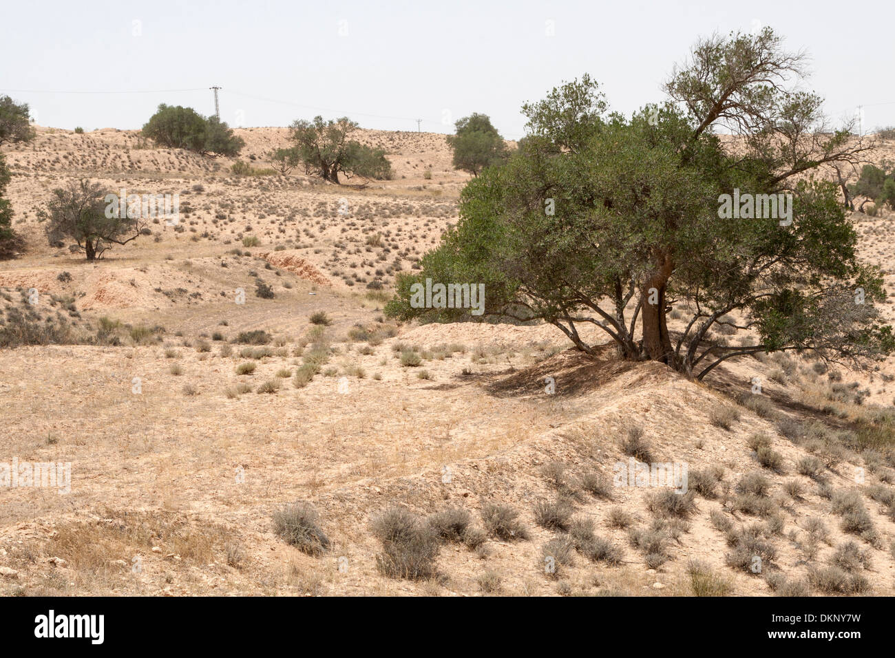 Libyen. Olivenbume in der Nhe von Tarmeisa in der Jebel Nefusa. Beachten  Sie, wie Bermen erstellen Terrassen zu fangen und Regenwasser abflieen zu  verlangsamen Stockfotografie - Alamy