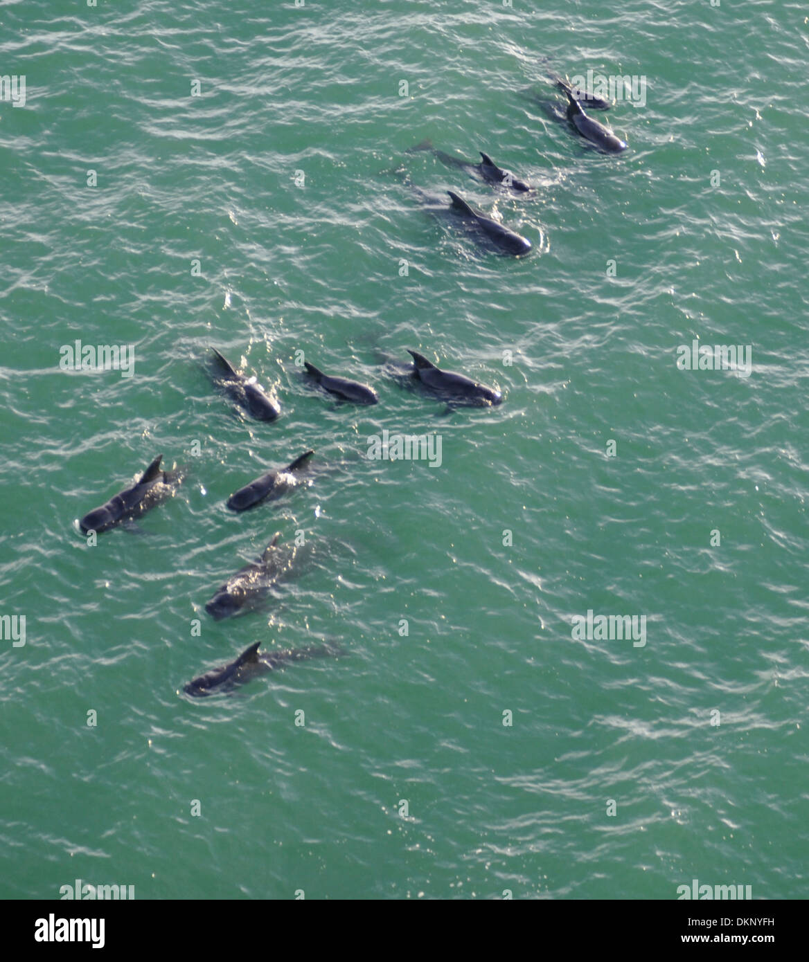 Eine Herde von Grindwalen schwimmt vor der Küste des Everglades National Park, Florida, 5. Dezember 2013. Die Coast Guard half der National Oceanic and Atmospheric Administration (NOAA), nachdem mehrere gestrandete Wale vor der Küste von Highland Beach, Florida beobachtet wurden Stockfoto