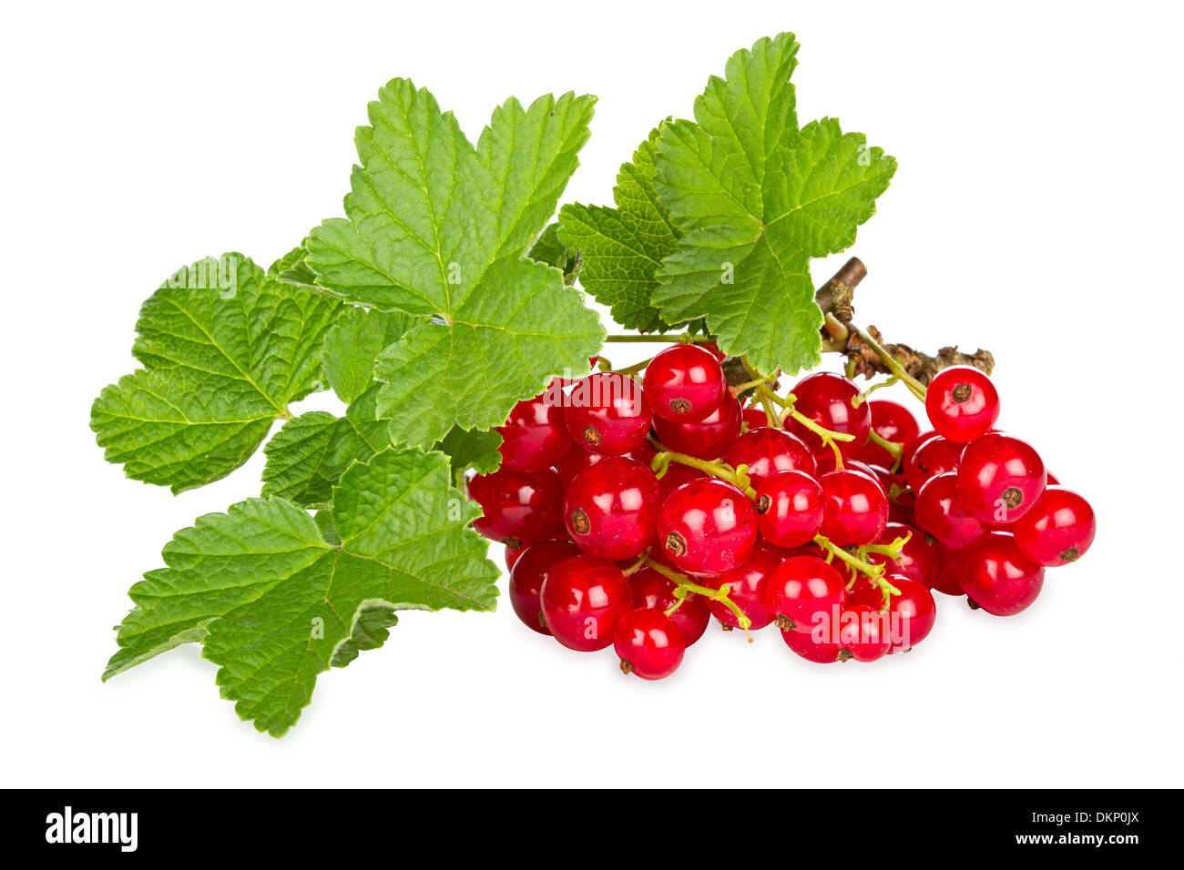 rote Johannisbeeren mit Blätter vor weißem Hintergrund Stockfoto