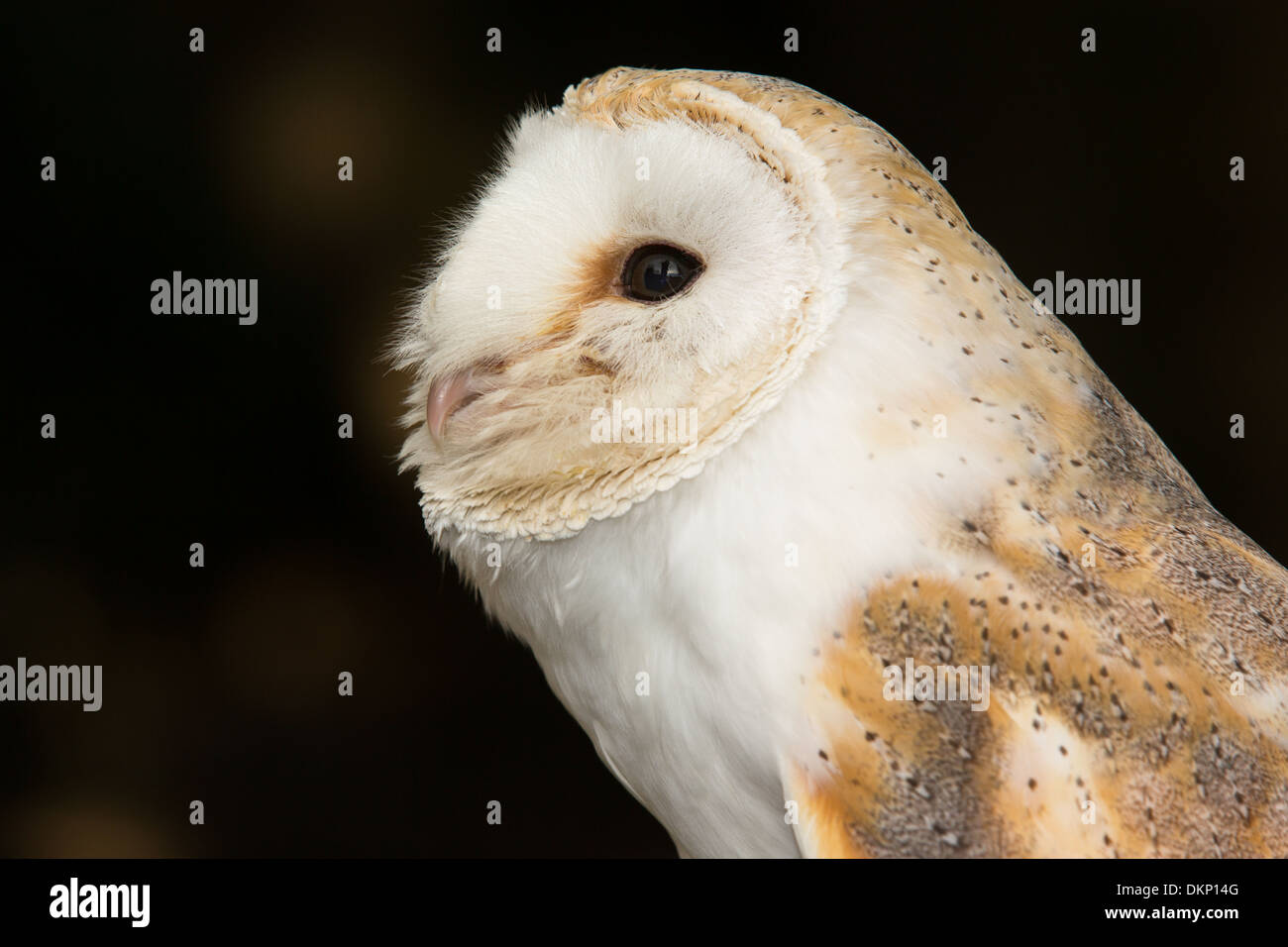 Nahaufnahme der Schleiereule (Tyto Alba), UK Stockfoto