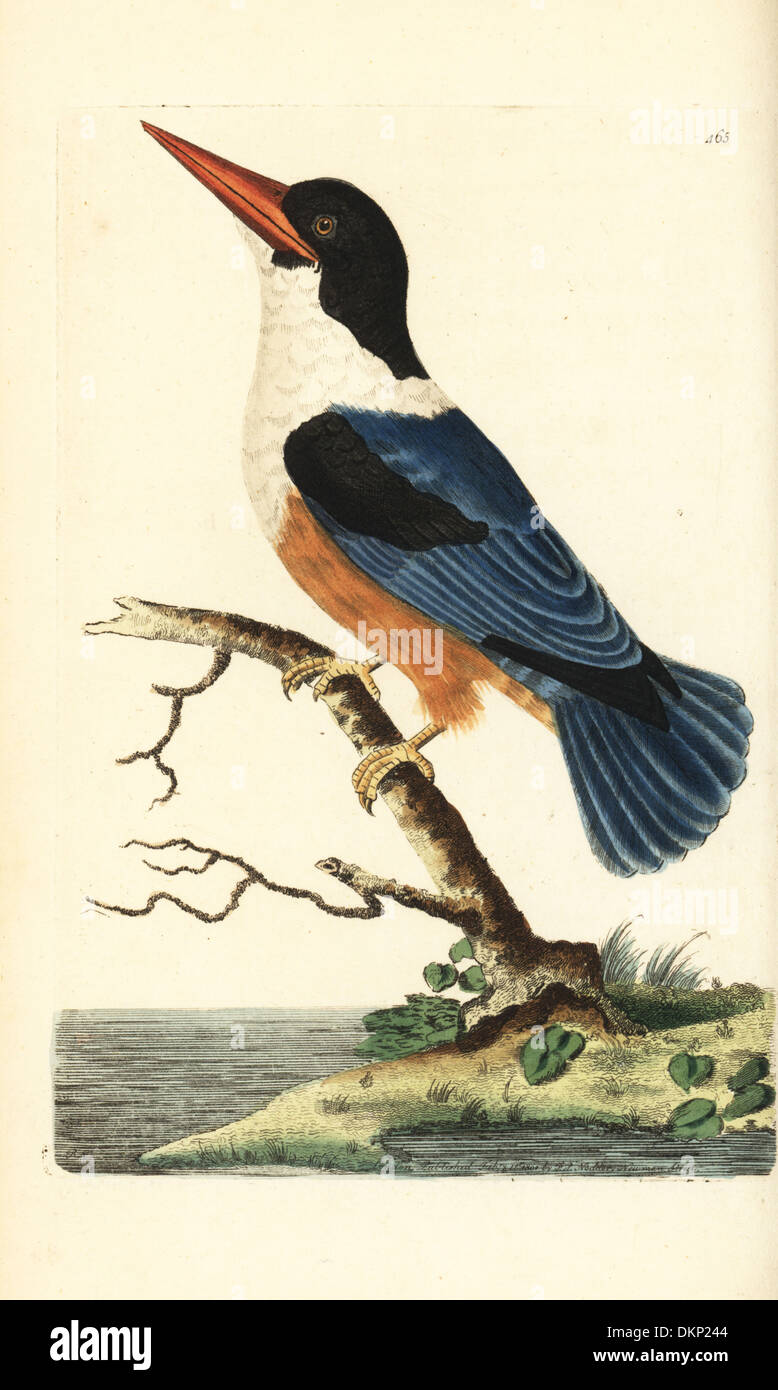 Schwarz-capped Kingfisher Halcyon Pileata. Stockfoto