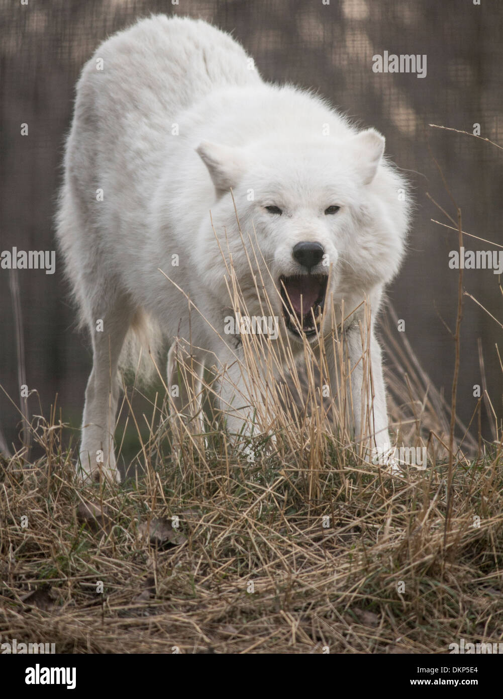 Polarwolf dehnen und Gähnen im Zoo von Toronto. Stockfoto