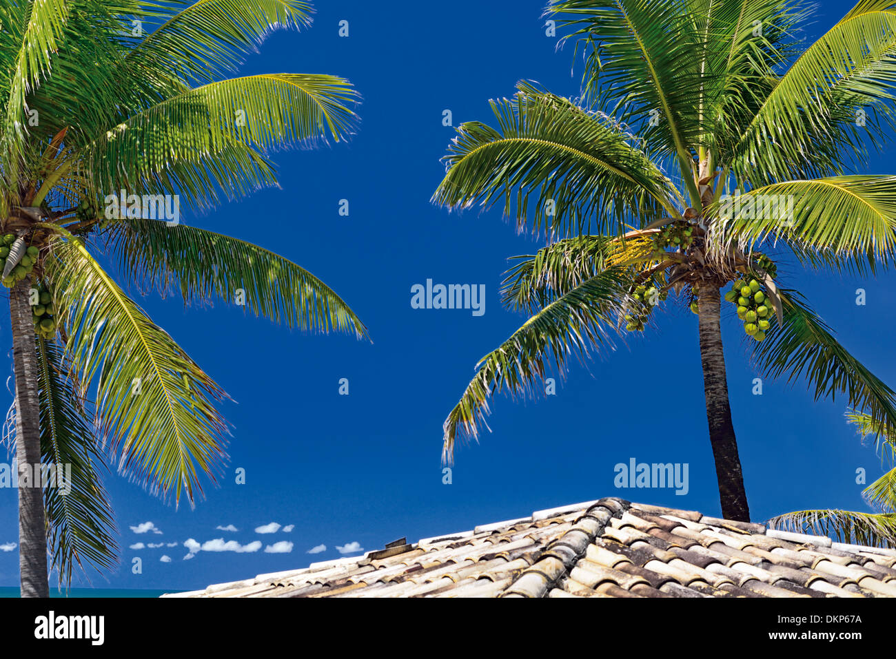 Brasilien, Bahia: Kokosnuss-Palmen und Hütte Dach am ehemaligen Hippie-Strand Arembepe Stockfoto