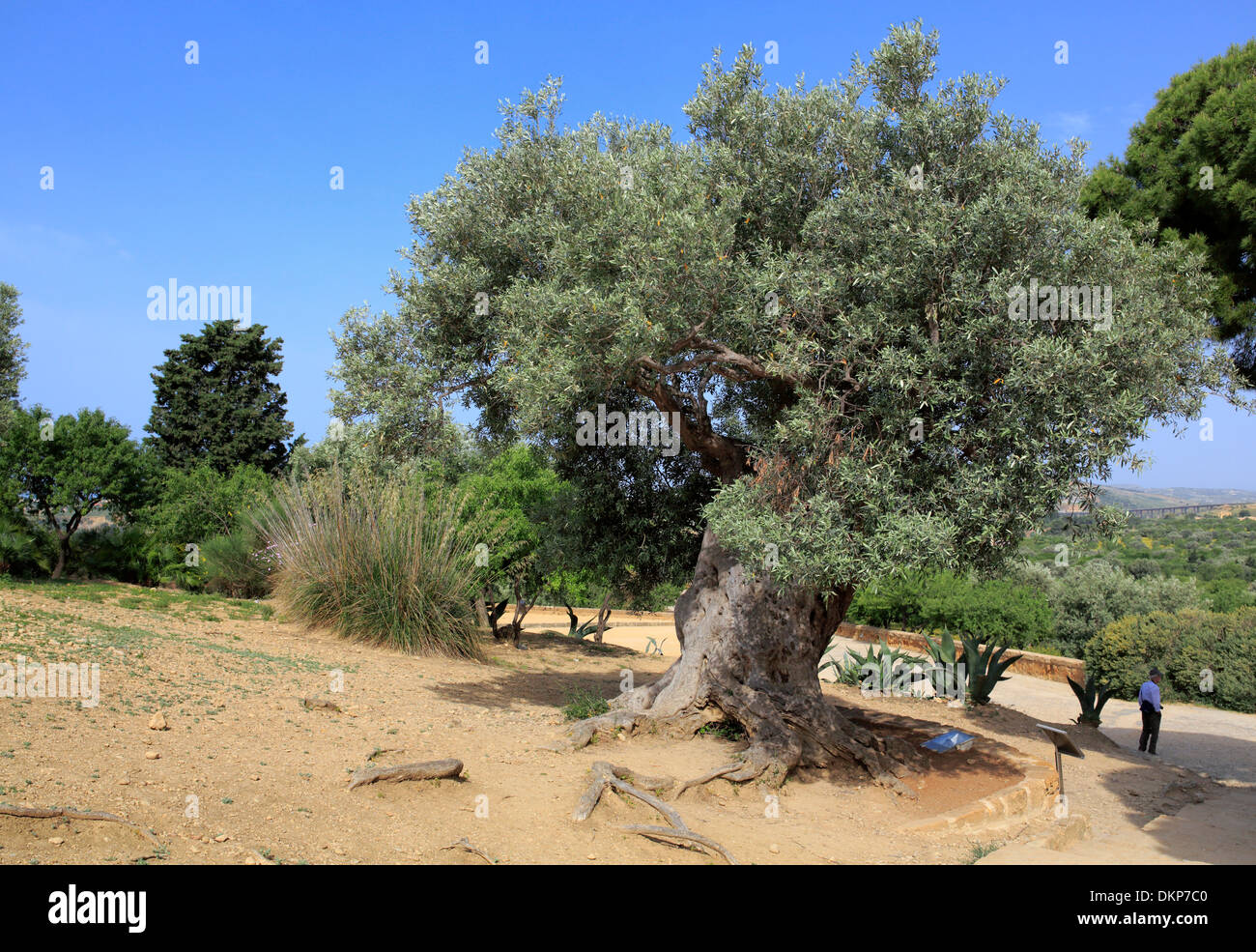 Olivenbaum in Sizilien Stockfotografie - Alamy
