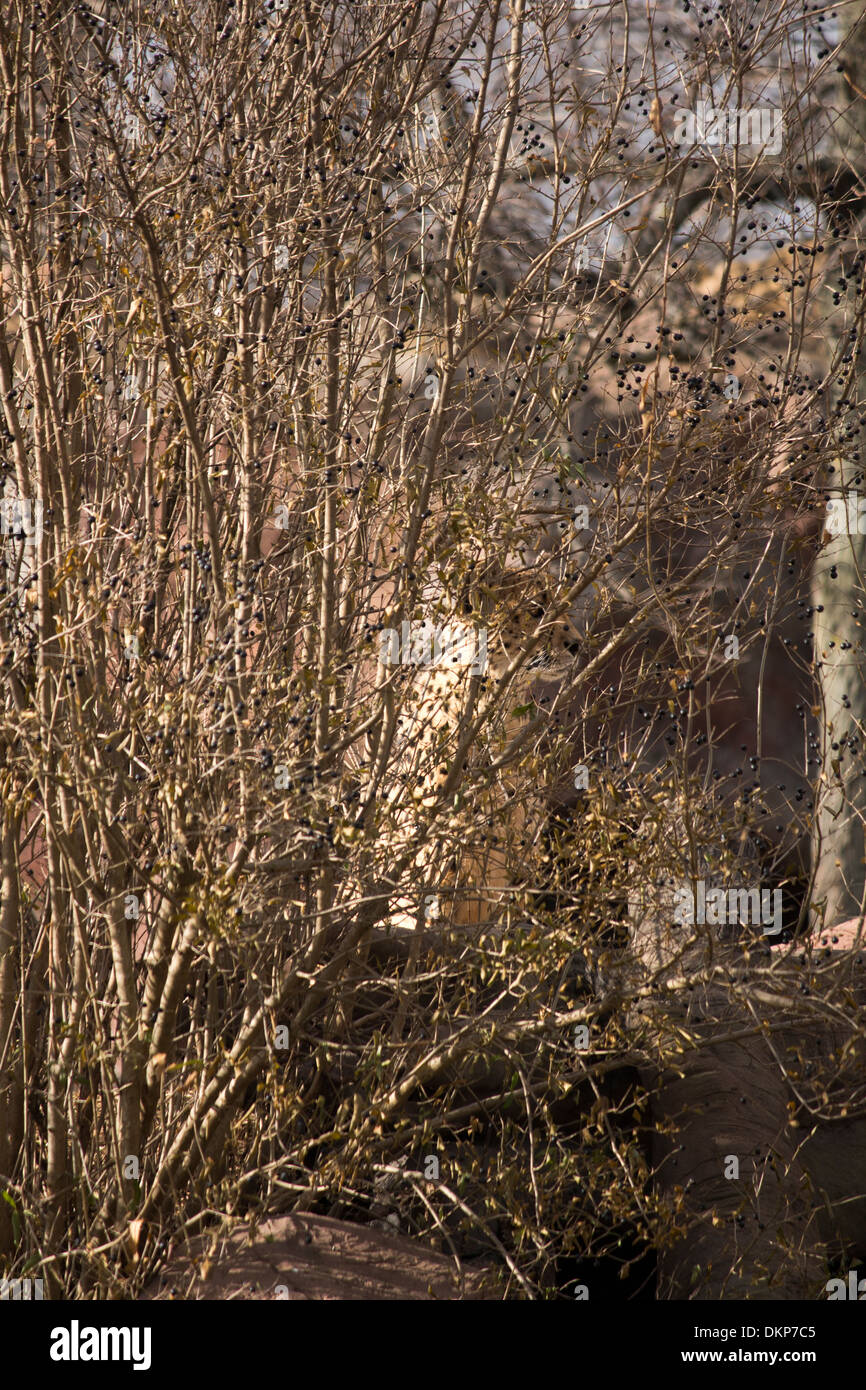 Getarnte Geparden hinter einem Busch versteckt. Acinonyx jubatus Stockfoto