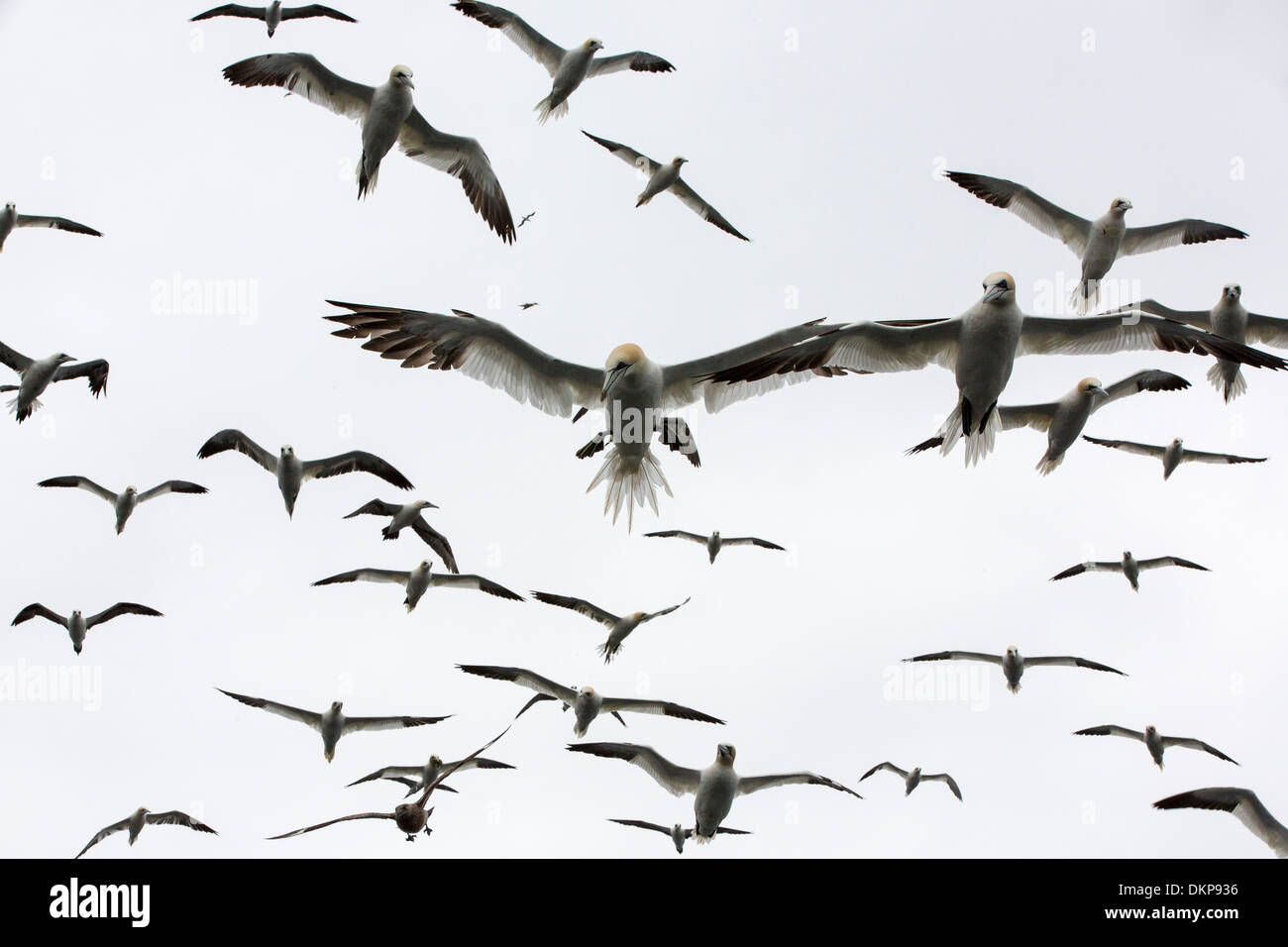 Nördliche Basstölpel (Morus Bassanus) Gruppe fliegen, Noss, Shetland-Inseln Stockfoto