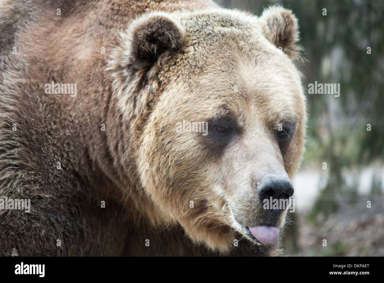 Grizzlybär mit Zunge streckte (Ursus Arctos Horribilis) Stockfoto