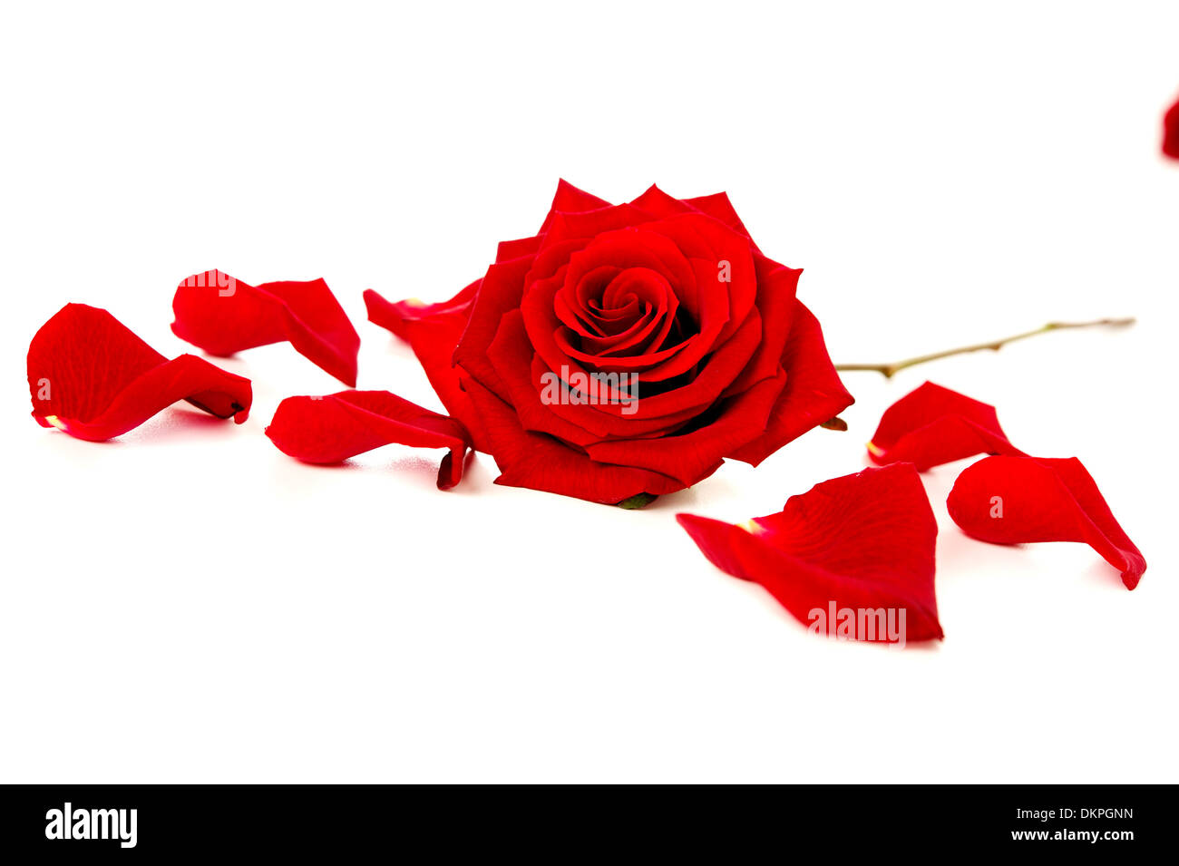 Single Rose On Stem Stockfotos & Single Rose On Stem Bilder - Seite 2 ...
