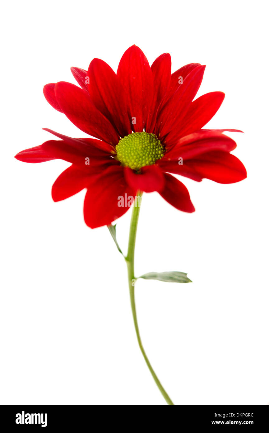 Roten Spray Chrysantheme isoliert auf weißem Hintergrund Stockfoto