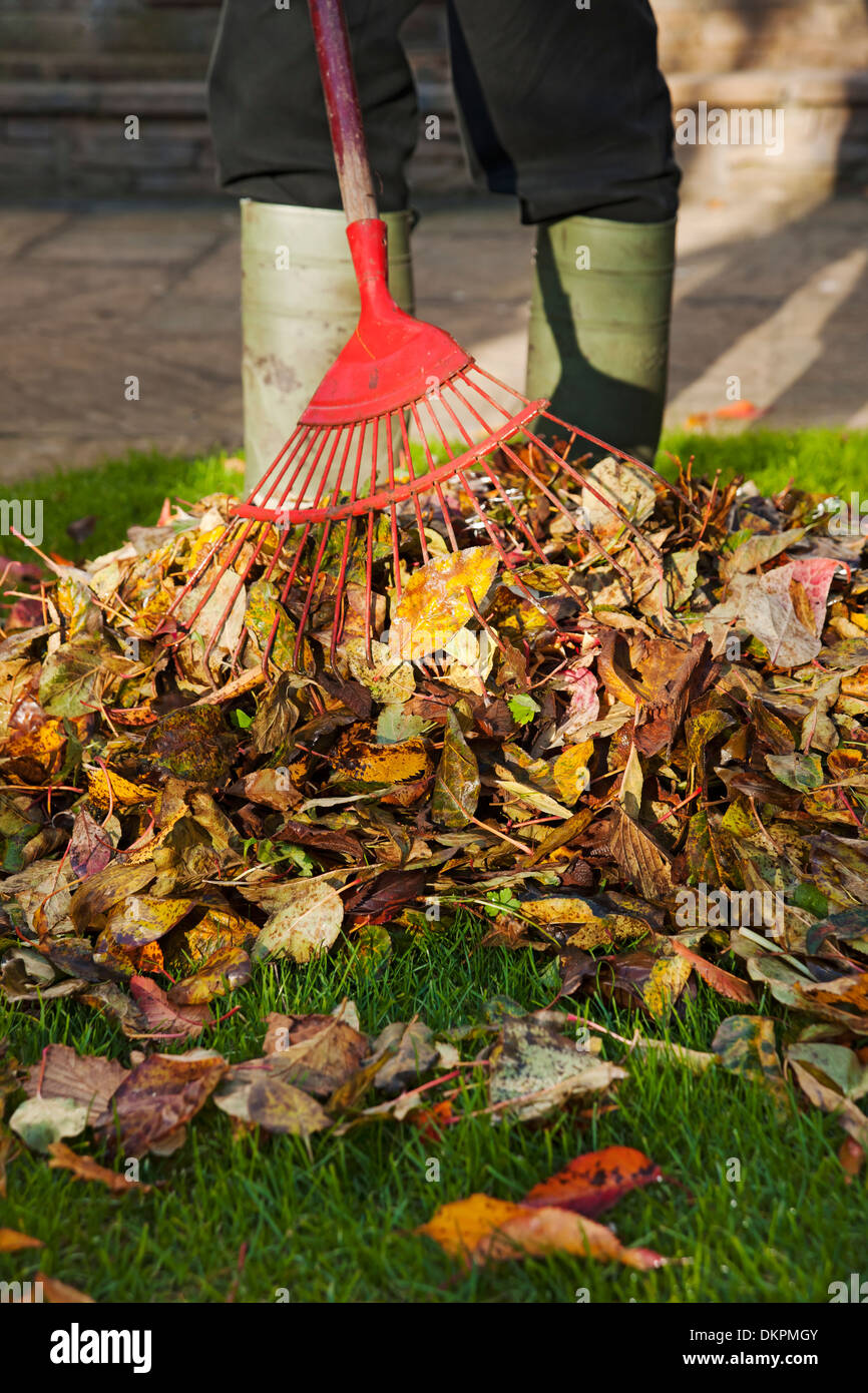 Mann Person Gärtner Sammeln gefallen Blätter den Garten im Herbst England GB Vereinigtes Königreich GB Großbritannien Stockfoto