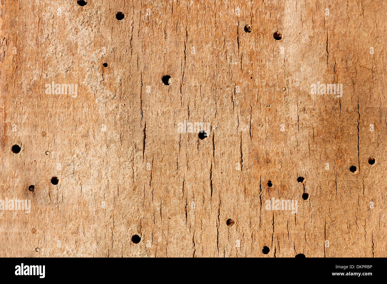 Alten Grunge Holz Textur oder Hintergrund mit Termite Löcher. Von Holz wärmt gegessen Stockfoto