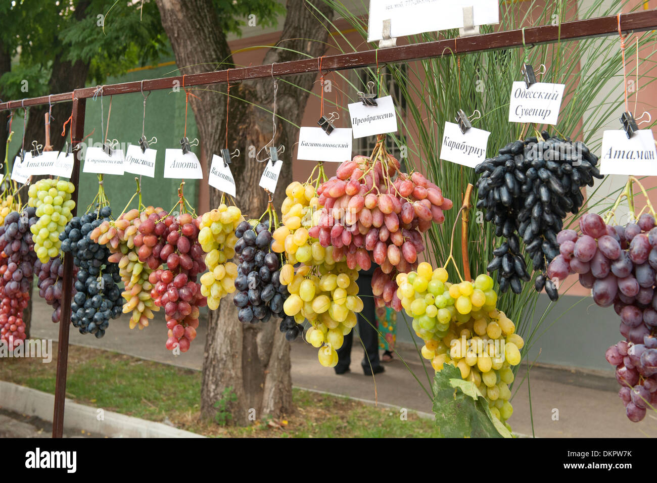 Verschiedene Sorten von Trauben auf dem Display während Independence Day Feierlichkeiten in Tiraspol, Hauptstadt von Transnistrien. Stockfoto