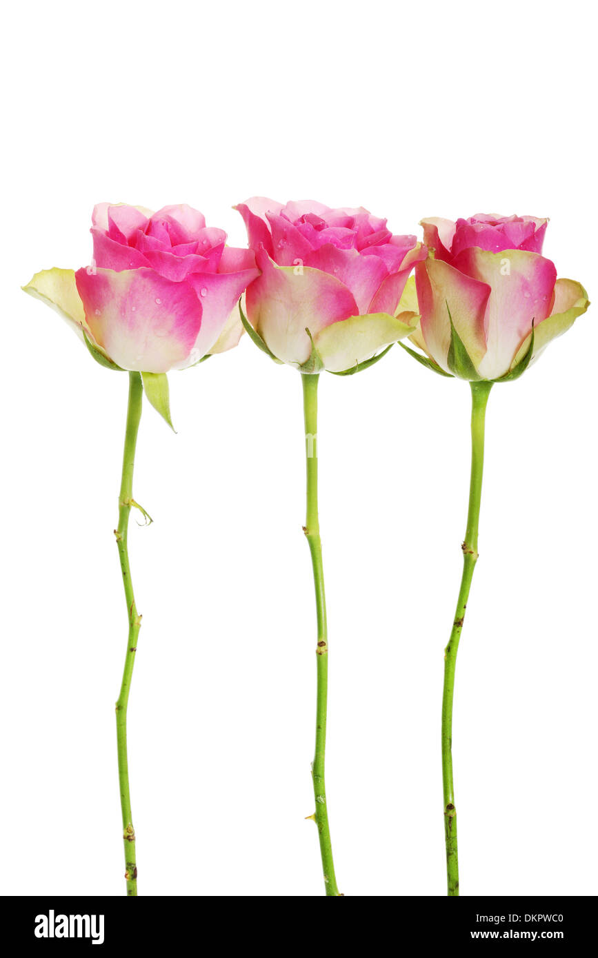 Drei Rosen getrennt auf weiß. Vertikale. Stockfoto