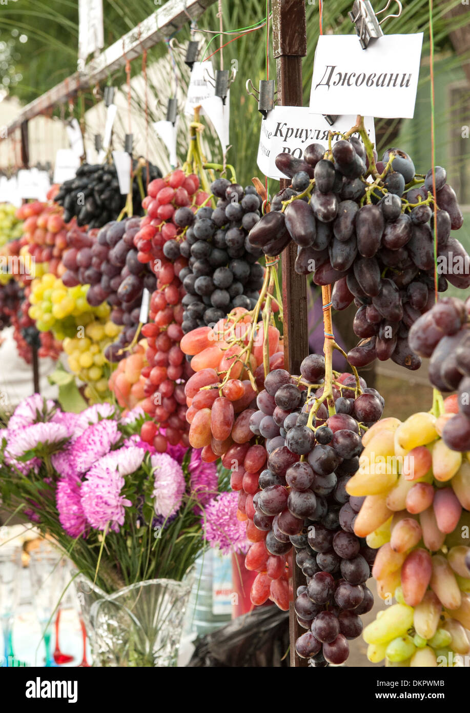 Verschiedene Sorten von Trauben auf dem Display während Independence Day Feierlichkeiten in Tiraspol, Hauptstadt von Transnistrien. Stockfoto